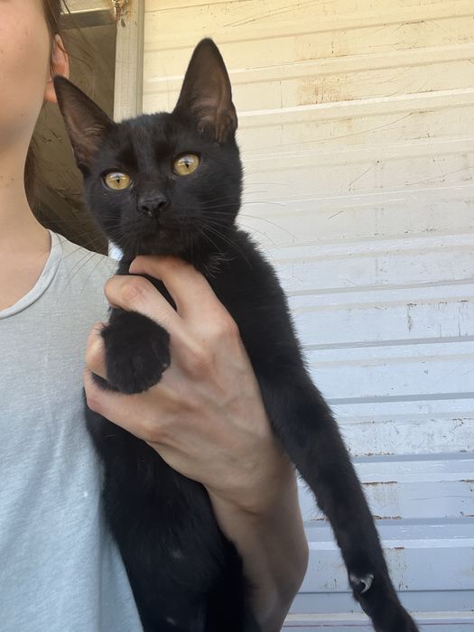 Mogli- Gatinho bebé para Adoção!