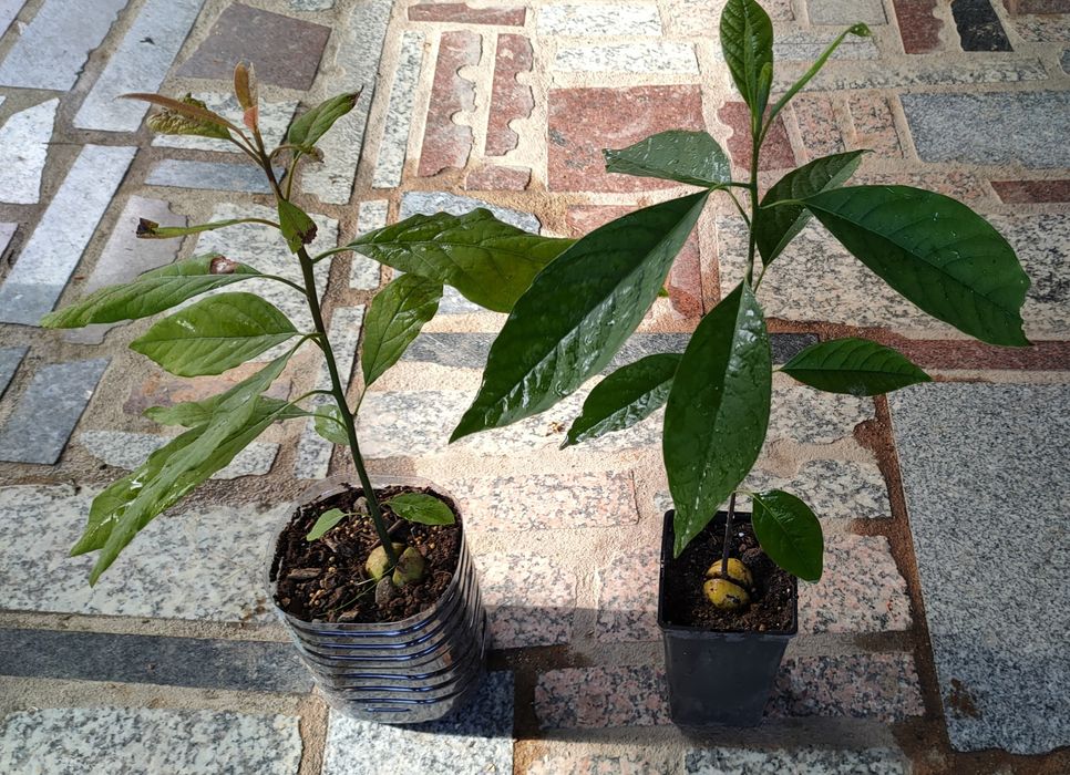 Arvores de Abacate enxertados