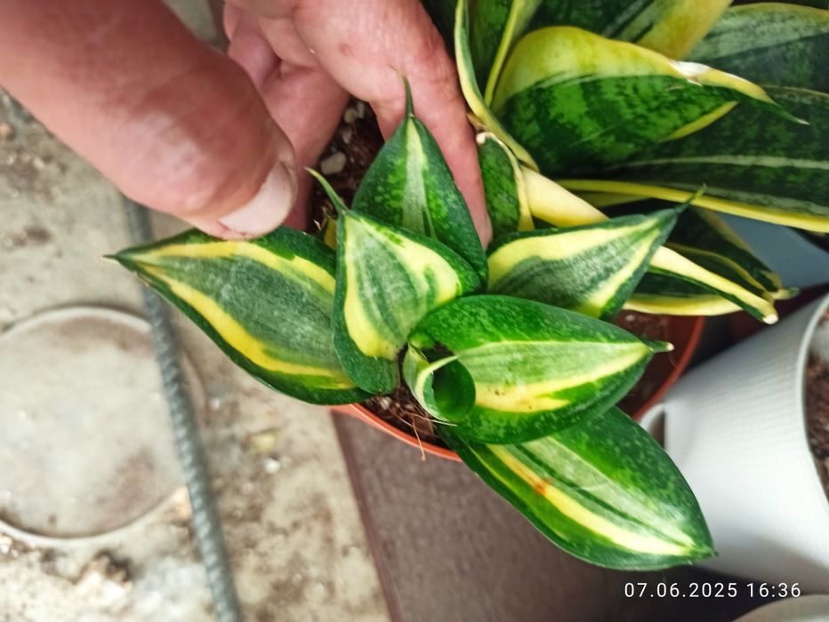 Сансевієрії Індонезія і Голандські