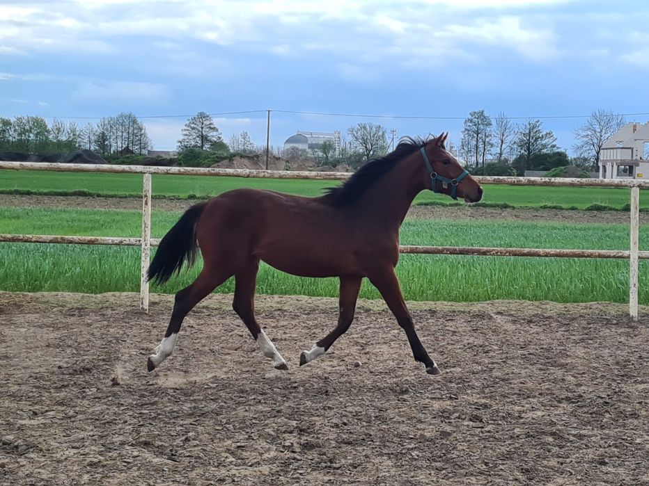 Klacz Delicja C WLKP