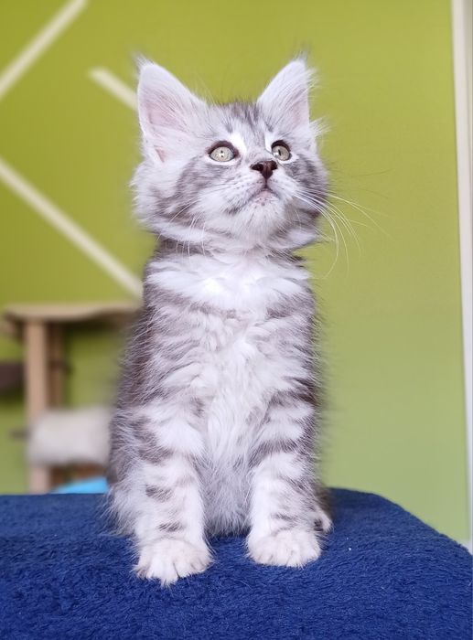 Maine Coon kotka ns22