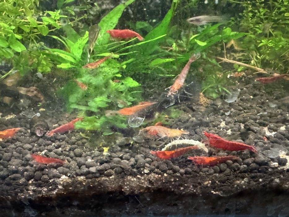 Promoção Neocaridinas Red (Vermelhos)