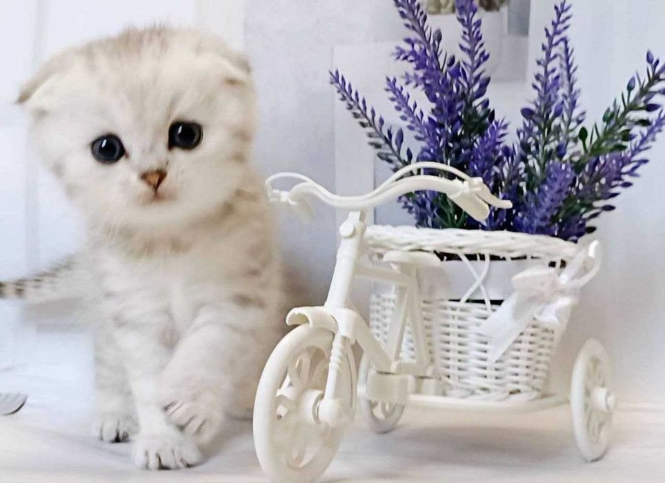 Срібні шиншилки - гарні чистокровні кошенятка .