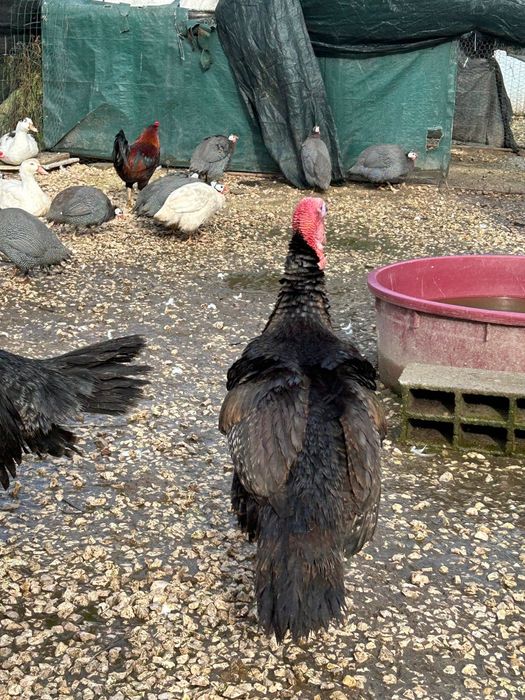 Perus  Machos Adultos