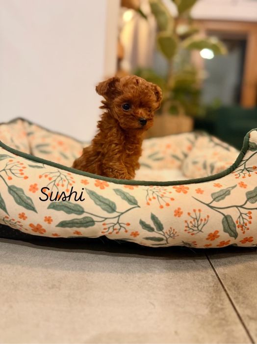 Pudel Toy " SUSHI" MINI MINI dziewczynka RED