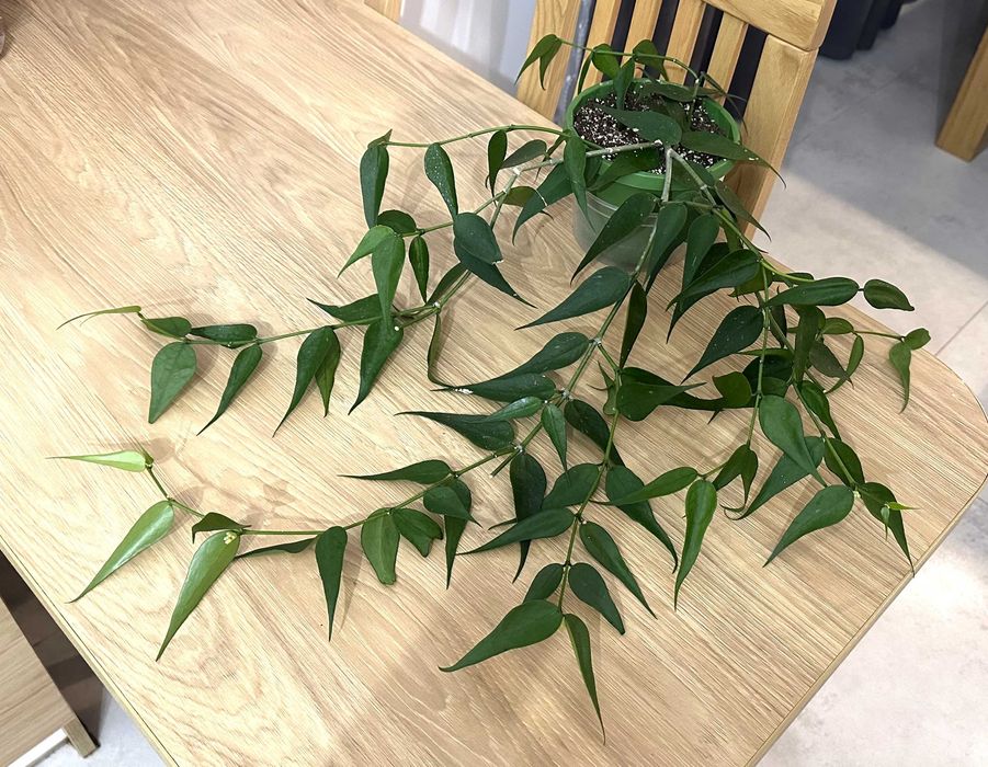Hoya Polyneura Vietnam ze zdjęcia, piękna, duża, OKAZ