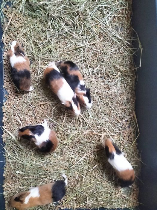 Sprzedam młode świnki morskie