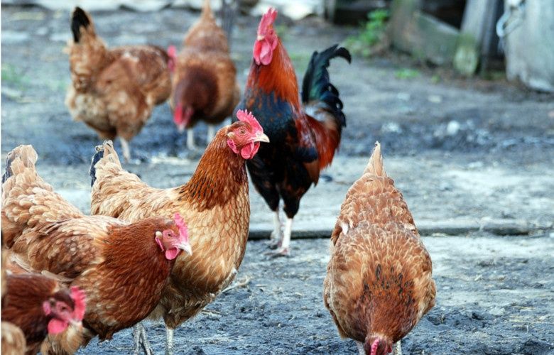 Kury nioski Leghorn Sonia z jajkiem Bachowice transport
