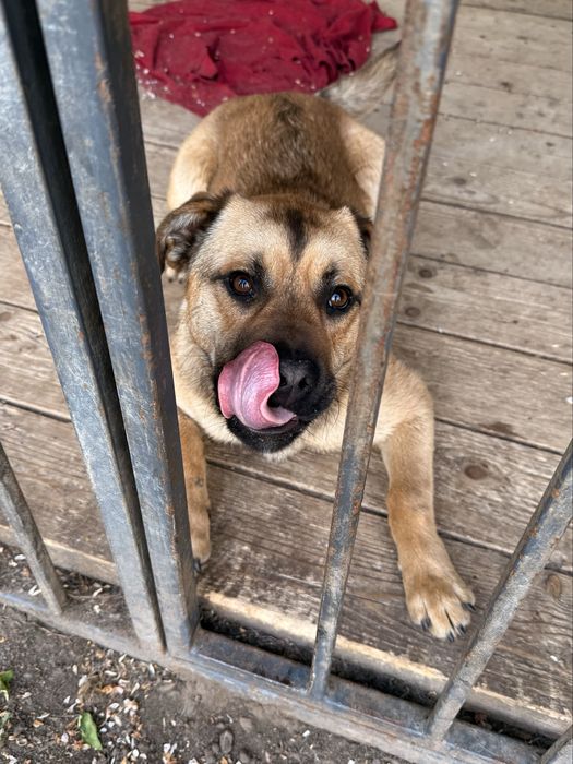 Зверніть будь ласка увагу на нього, йому дуже потрібна сімʼя!