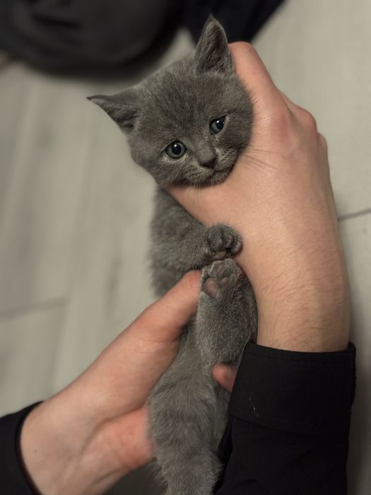 Котенята від Британської кішки