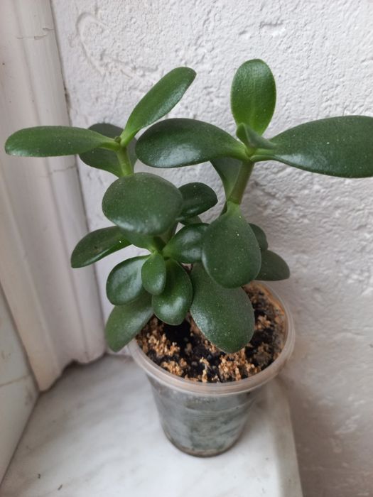 Красула ( грошове дерево)