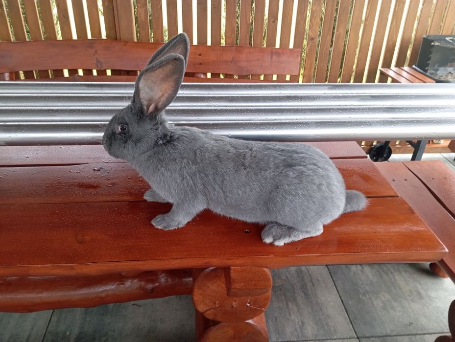 Królik, samica Olbrzym Belgijski niebieski