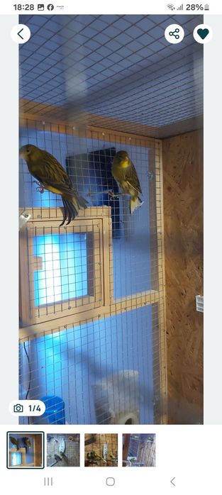 Sprzedam kanarki bastardy