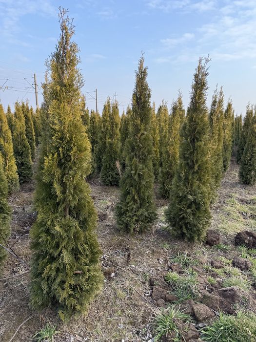 Thuja szmaragd zielona 200 cm