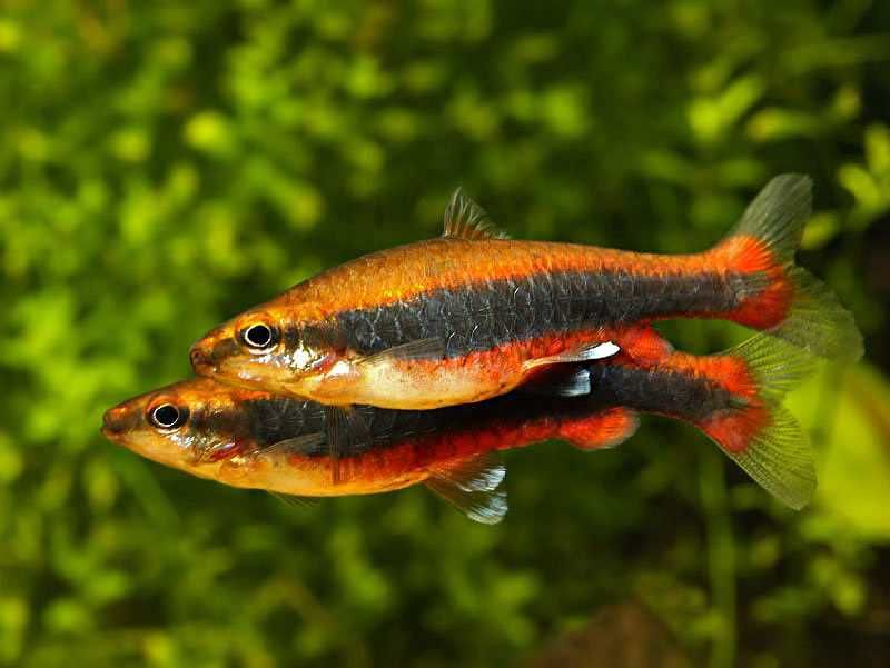 GB Drobnoustek Beckforda, Ozdobny - dowóz ryb!