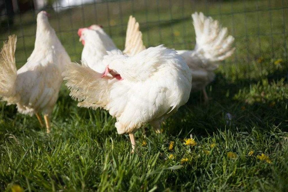 Kurki nioski Tetra tintet odchowane