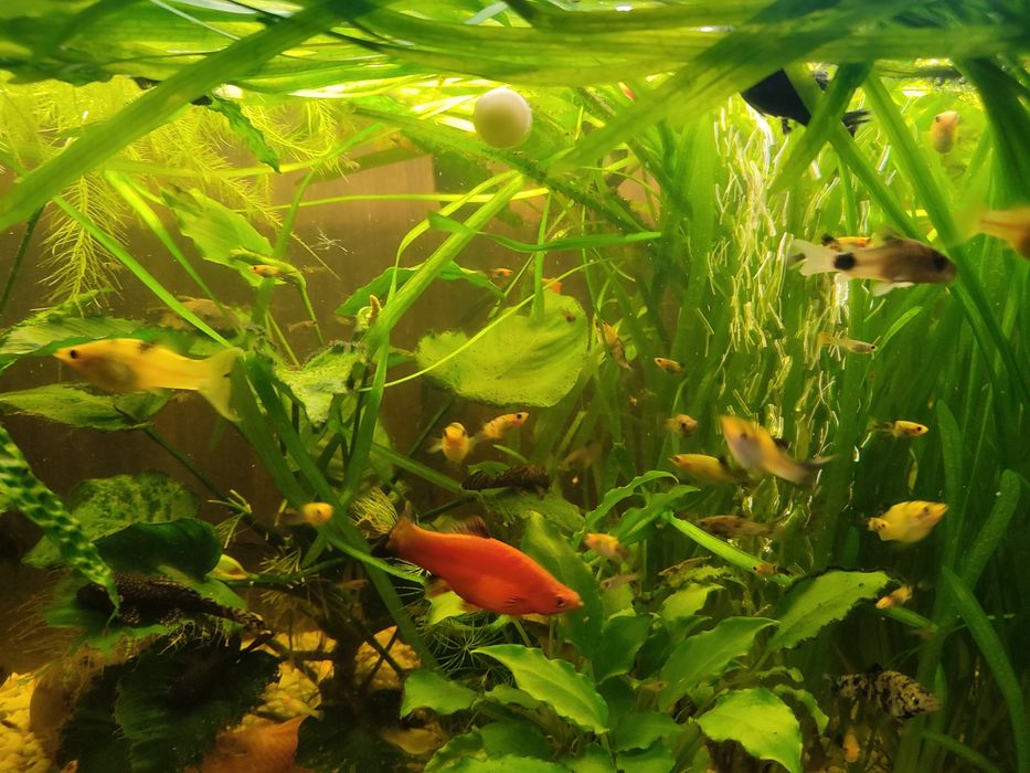 Molinezje żółte, żółto-czarne