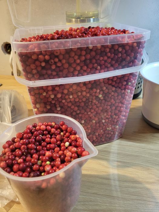 Borówka leśna zbieram na zamówienie