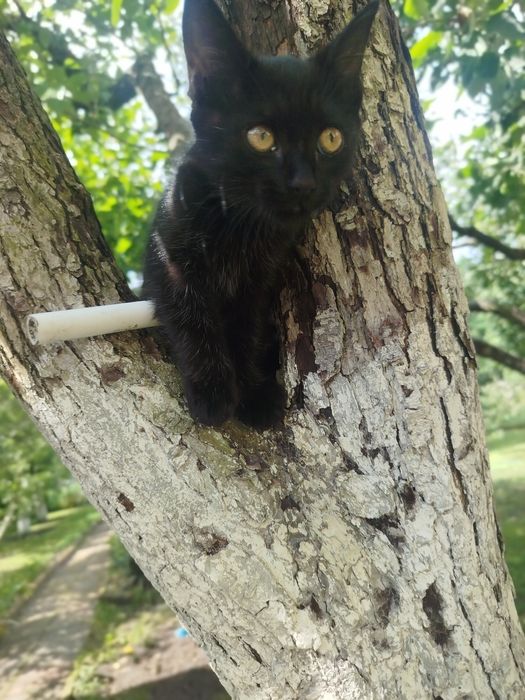 Чорна дівчинка 2,5 місяців