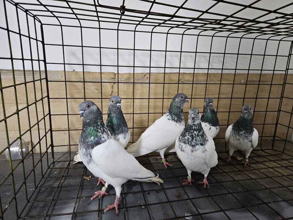 Gołębie budapeszty Bydgoszcz