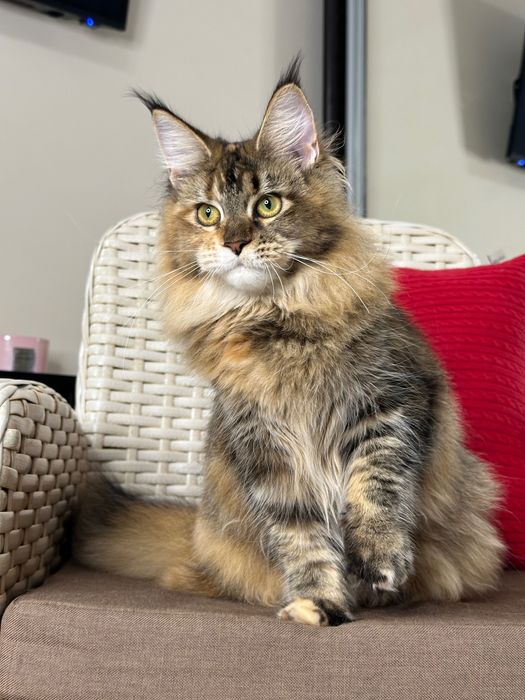 Charlotte-kotka Maine Coon