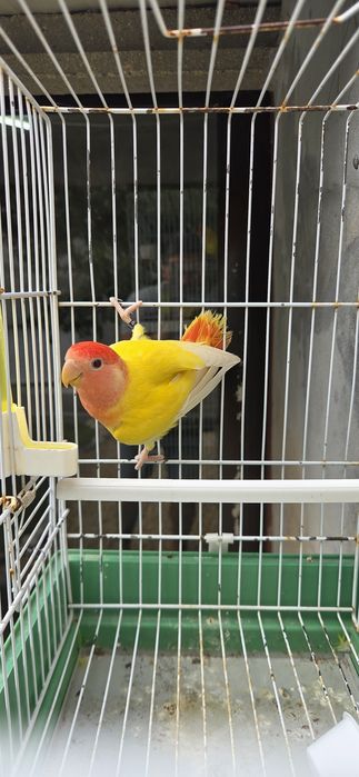 Vendo Agapornis roseicollis
