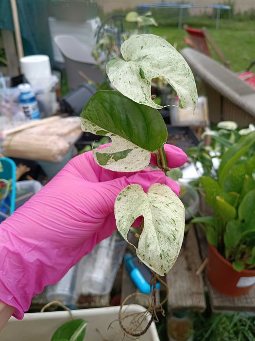 epipremnum marble Queen #2