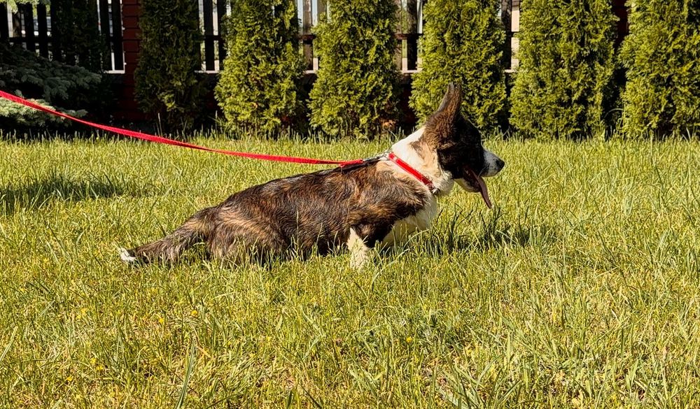 Welsh Corgi Cardigan - Piękna Suczka