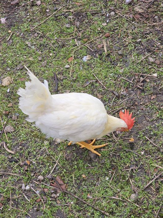 Galos de Raças Puras