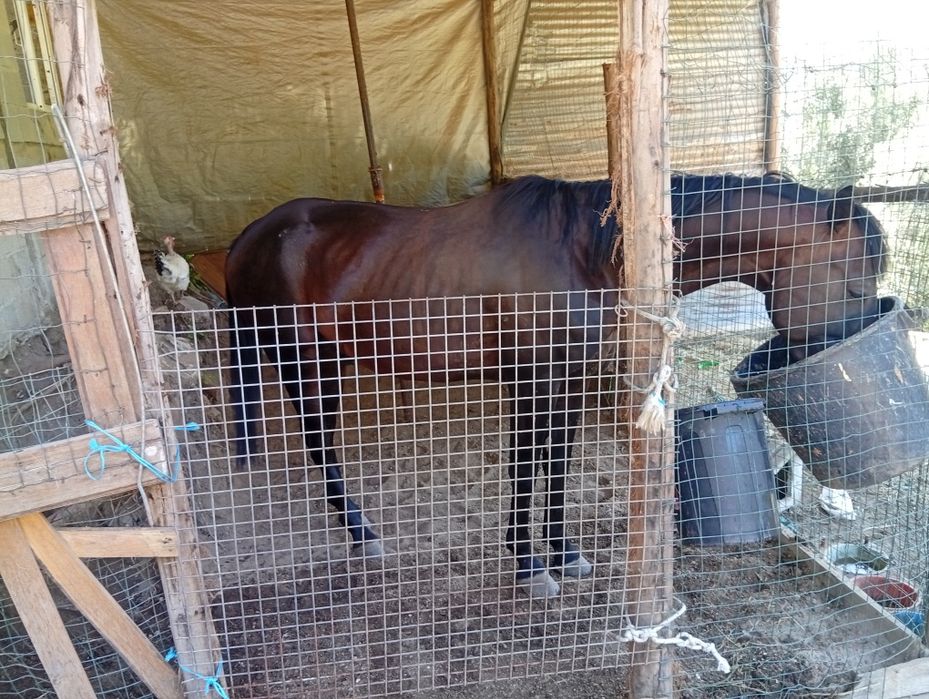Cavalo inteiro trutador 4 anos