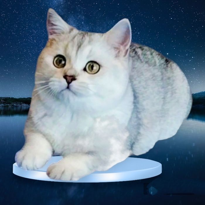 Серебристая шиншилла,мальчик, купить в Киеве,в Украине.