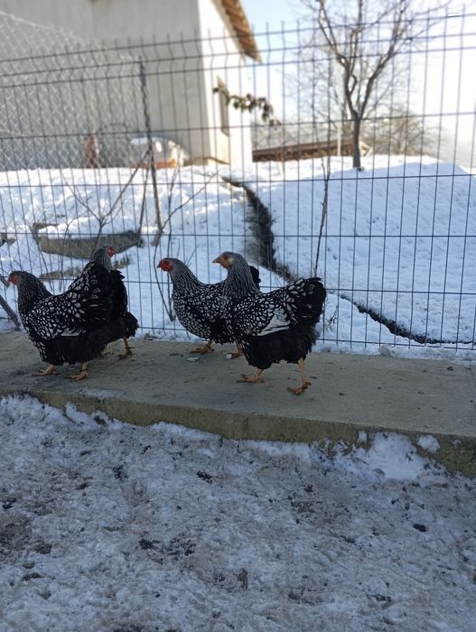 Віандот срібло інкубаційні яйця