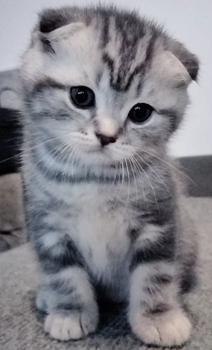 Menino fofo tabby silver