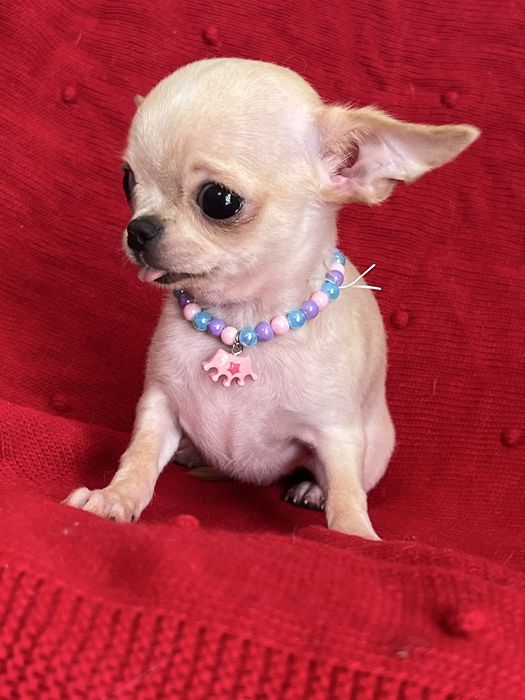 Chihuahua Macho disponivel