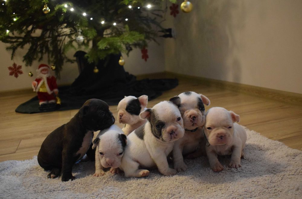 Buldog francuski szczenię - piesek