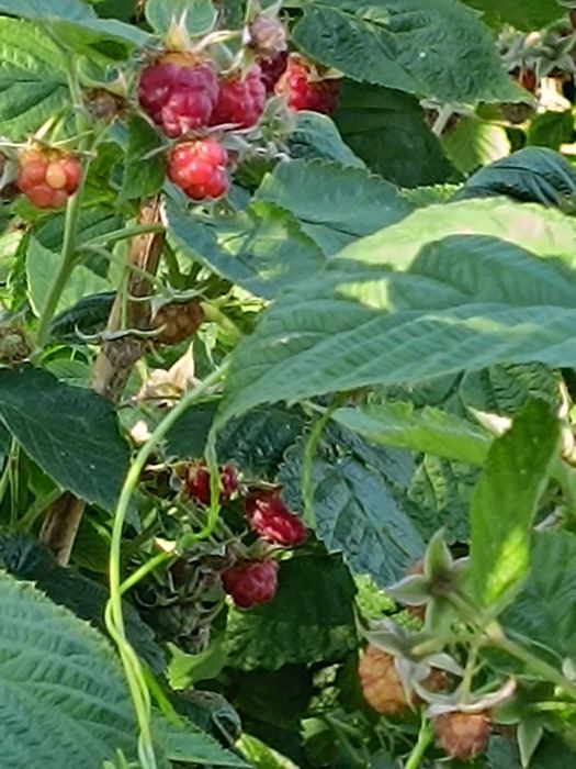 Срочно! Продам дом по улице Соборной в Подольске