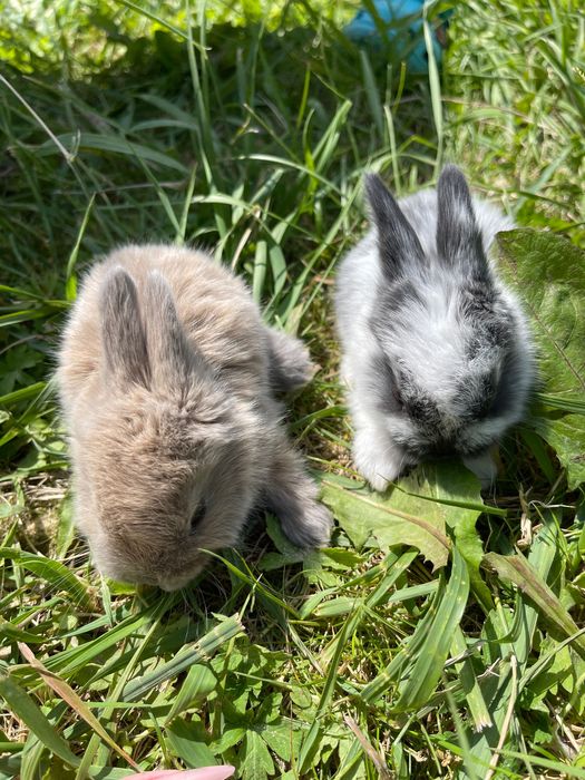 Декоративні кролики