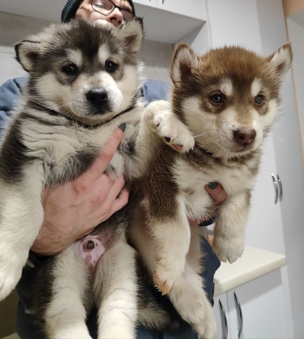 Аляскінський маламут-