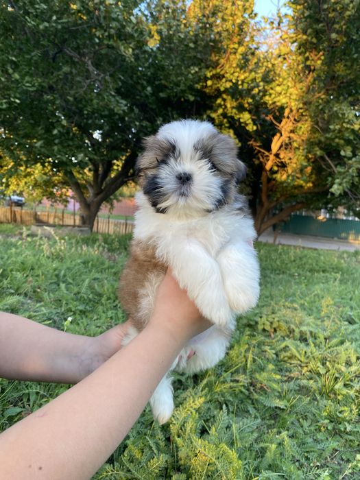 Неймовірно шикарний хлопчик