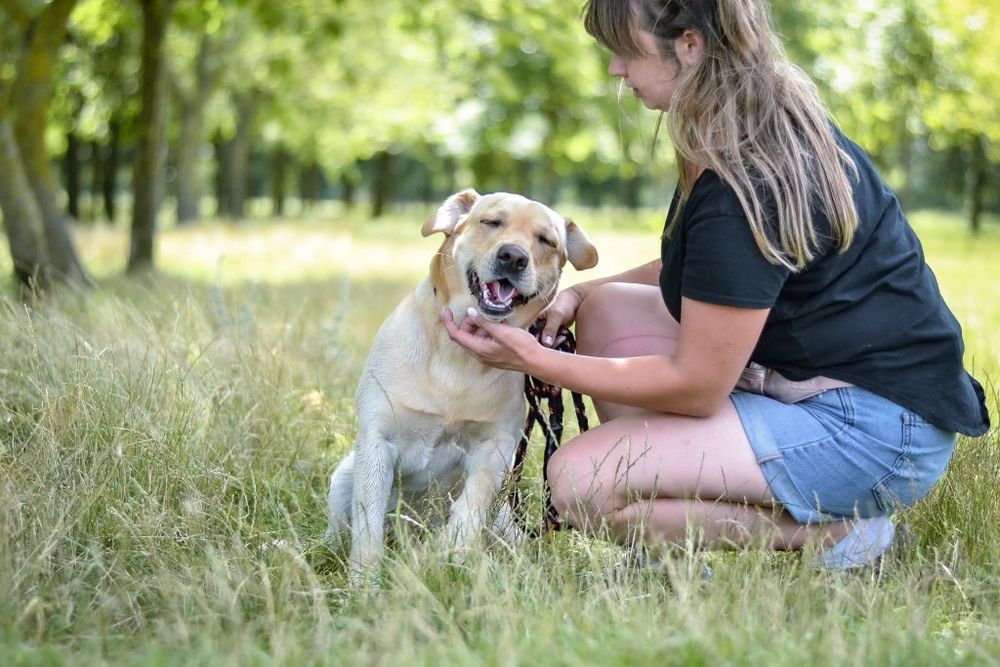 2 letni psiak w typie labradora szuka kochajego Domu!