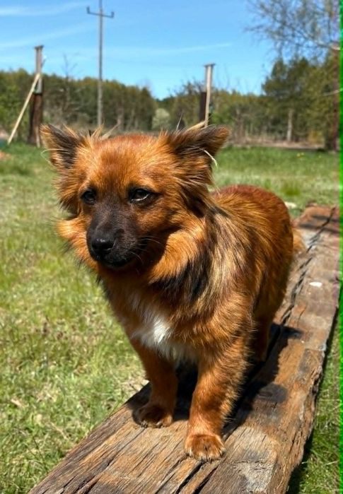 młody rudy piesek poszukuje swojej rodziny