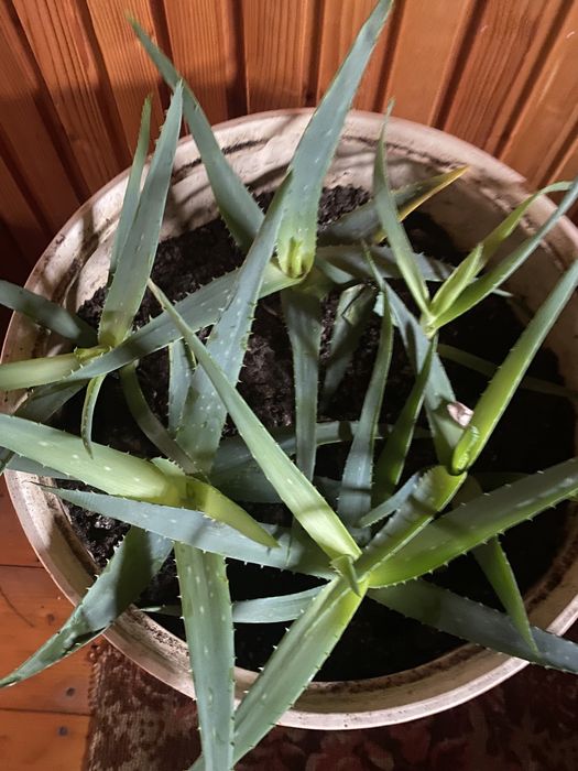 Алоє багато діток та вазони