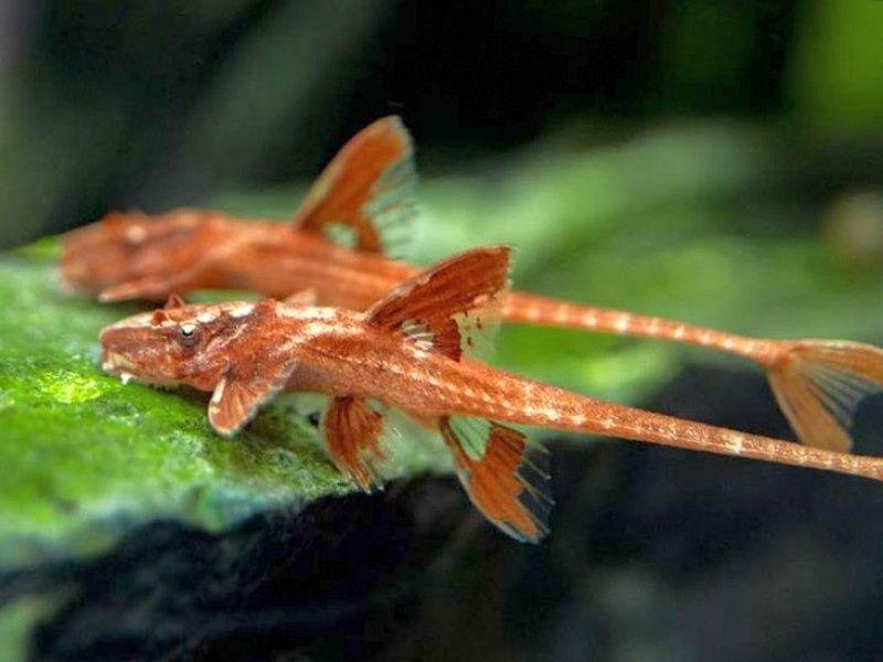 Лорикарія червона рибка акваріумна