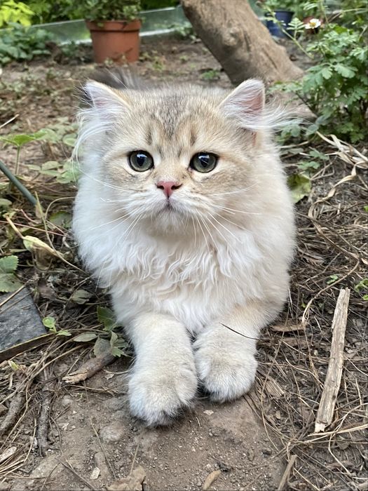 Gato British Longhair Golden
