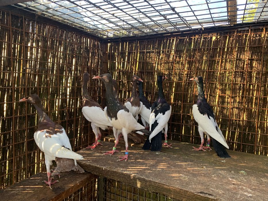 Sroka  Łowica , stoki.