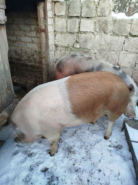 Продам кабанчика на м'ясо