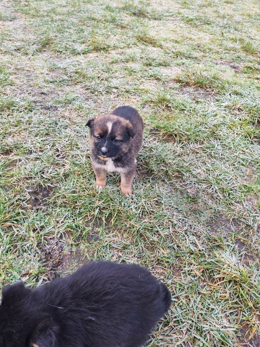 Oddam szczeniaki/pieski/Za darmo