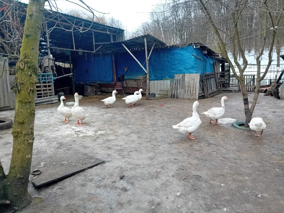ПРОДАМ або ОБМІНЯЮ гусака мамут