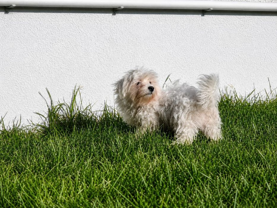 Bichon maltês machinho