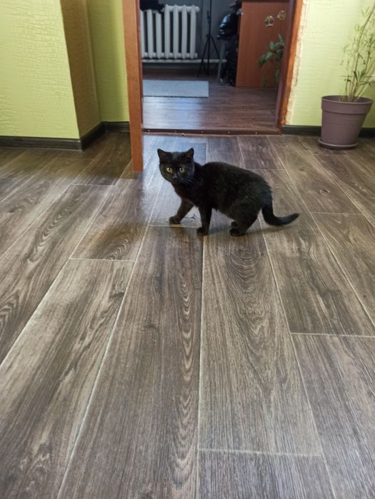 Безкоштовно дівчинка